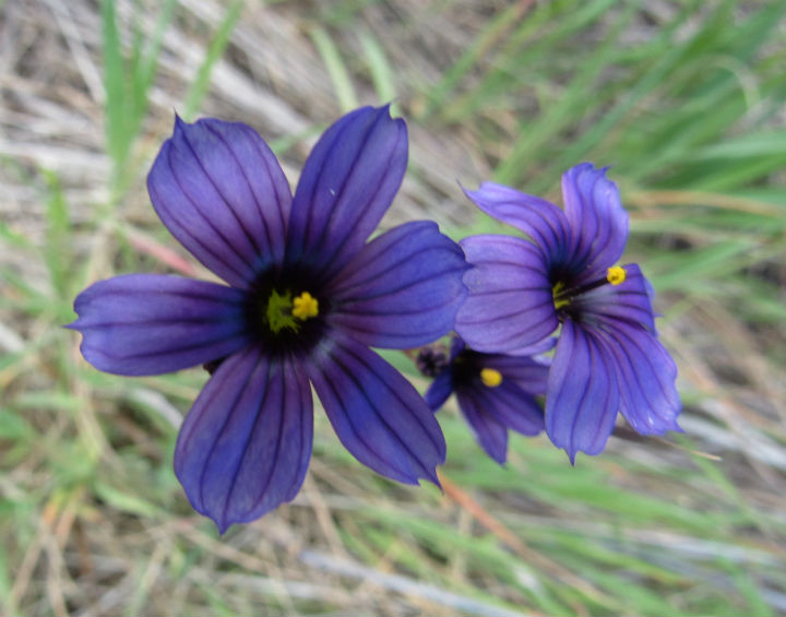 Blue-eyed Grass